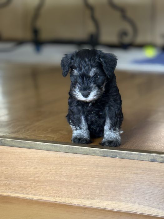 Schnauzer pitic negru-argintiu-cu pedigree