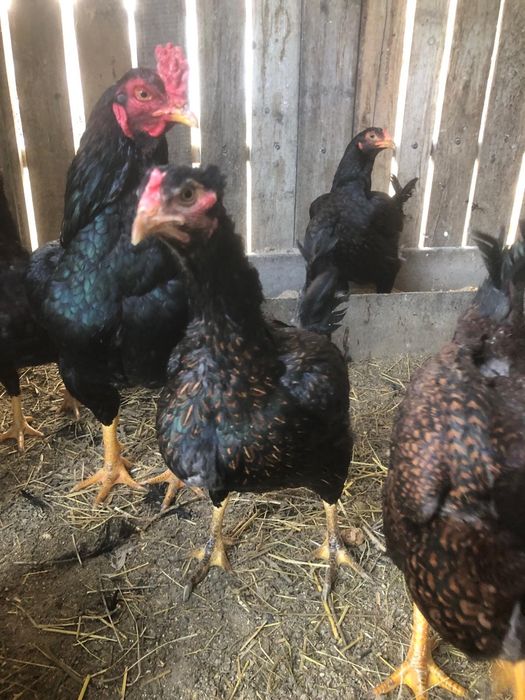 Familie gaini Wiandote  Brahma asa mare 2024 3+1 si oua