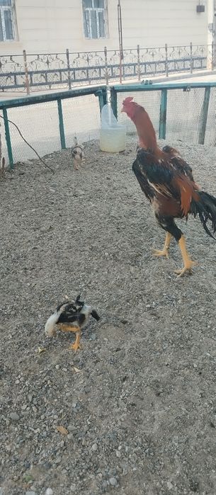 Корея Зот туллаги 2