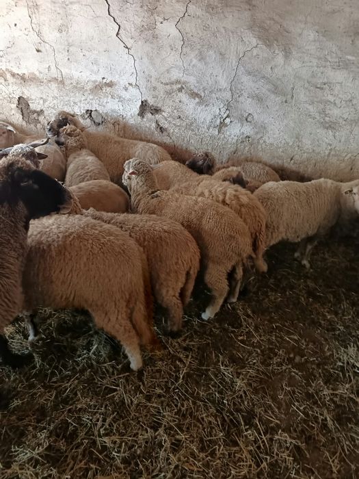 Vând 15 berbecuți masculi pentru crescut.