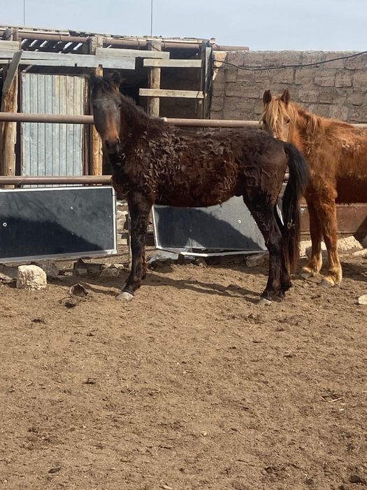 Жылқылар сатылады бие , құнан