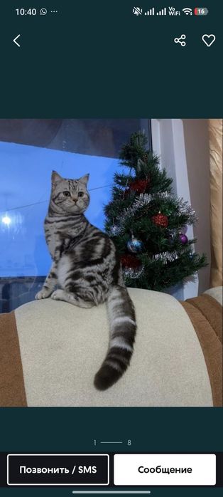 Бронь котят скотиш страйт