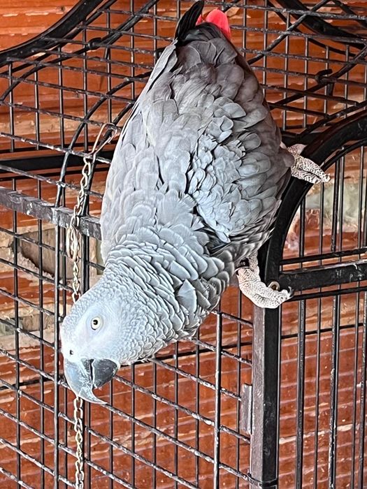 Vând 2 Papagali Jako (Grey African) cu inel