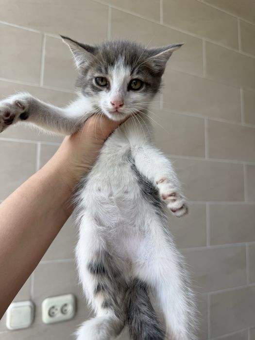 Отдам Котят девочки