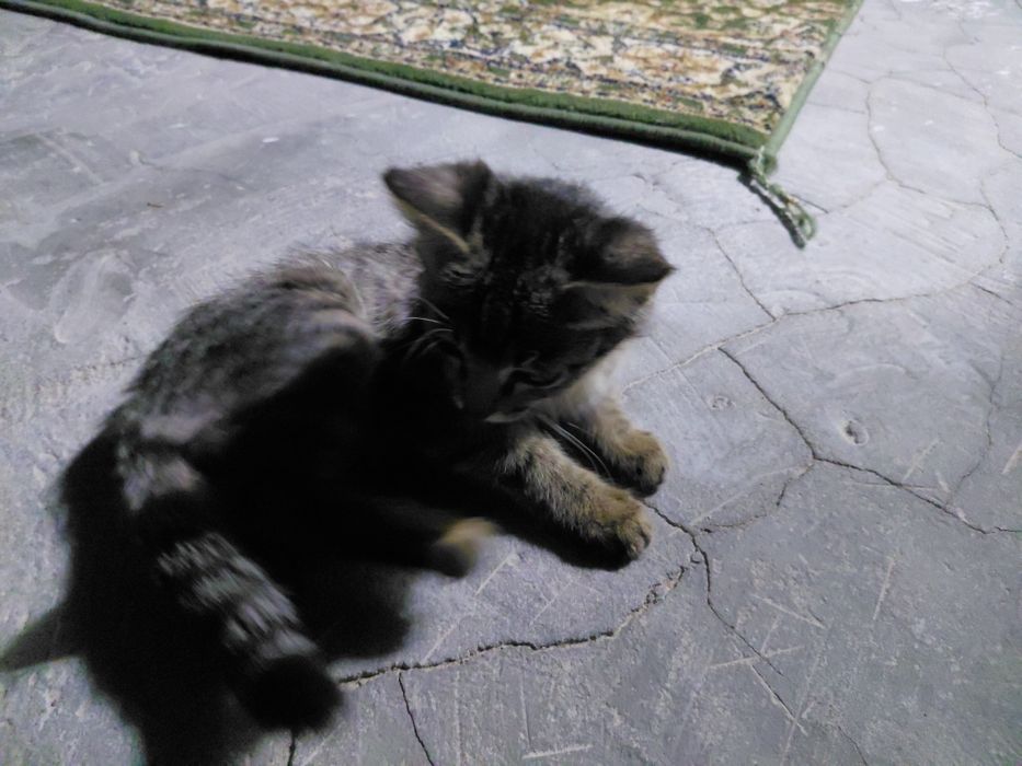 мысық сатылады, пародия Egyptian Mau