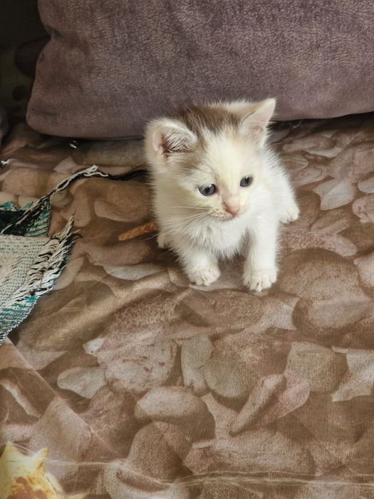 Котята мальчик, девочка