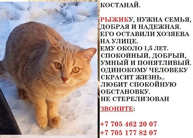 Костанай. Граф и Рыжик