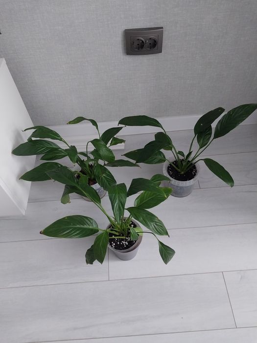 Продам комнатные цветы