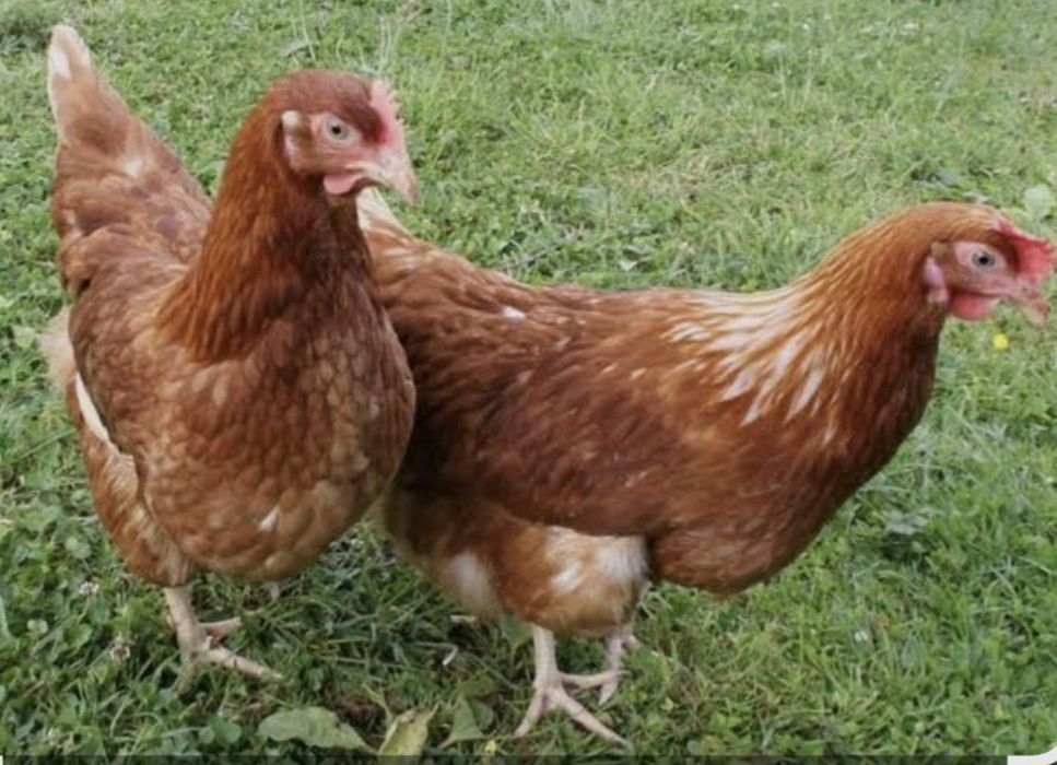 Ломан, Браун продам