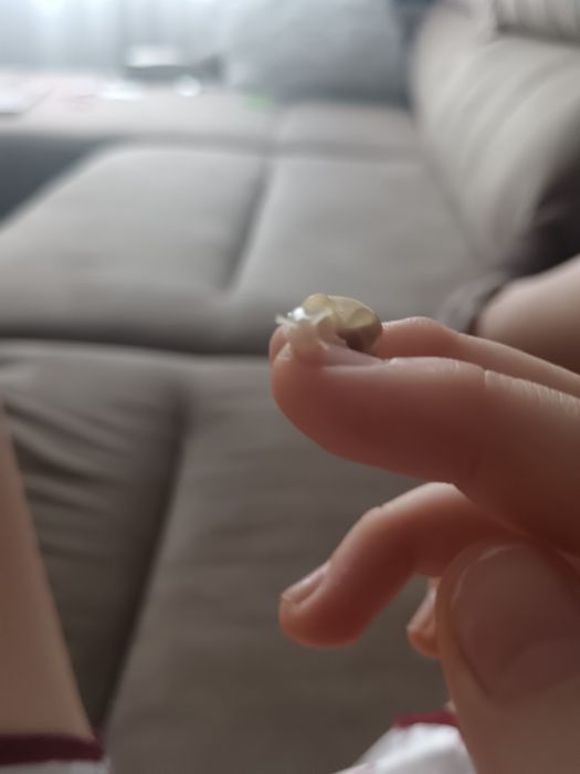 Улитки Ахатины, 2 месяца