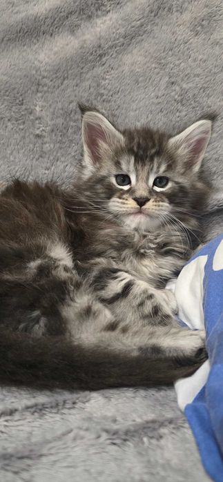 Котенца мейн кун