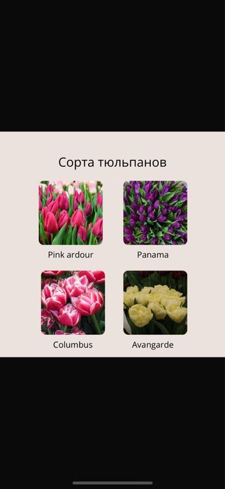 Тюльпаны оптом и в розницу