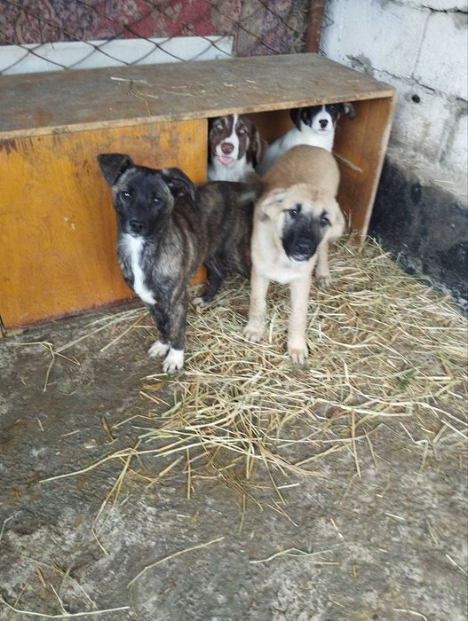 Отдам собачек в добрые руки