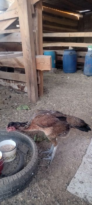 Продаются куры дакан вьетнам