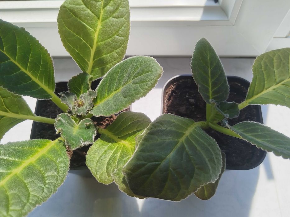 Комнатные растения Глоксиния