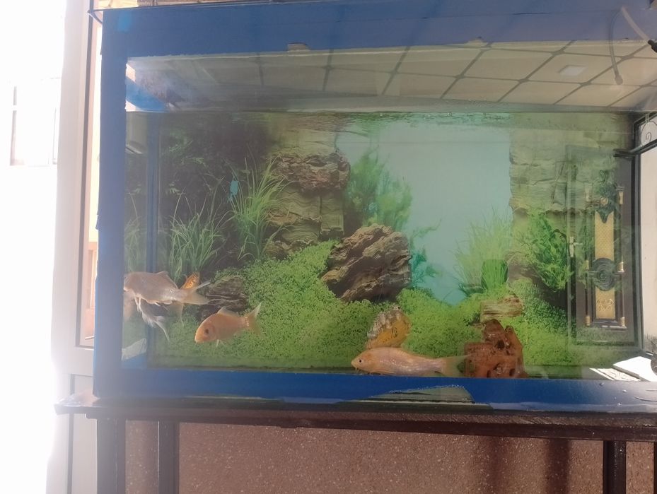 akvarium baliq s