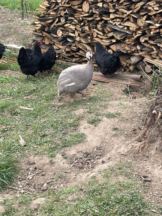 Vând cocos de bibilica