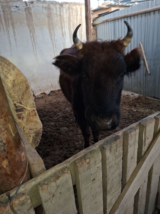 Продаётся корова