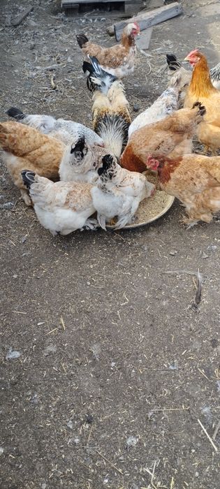 Продам курей и петухов