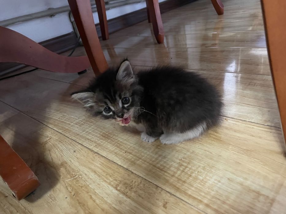 Котенок ищет хозяев