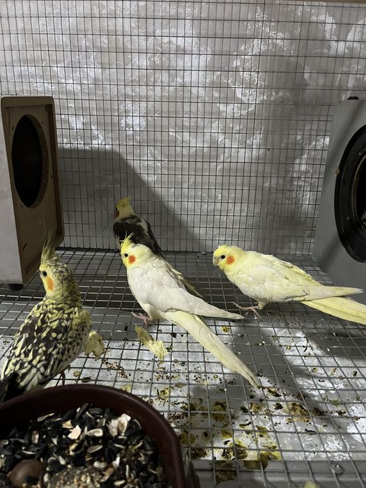 Ручной домашний попугай