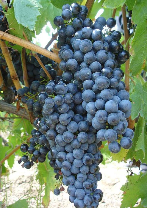 Struguri de vin adusi acasa diverse soiuri albi-negri, pret producator, livrare rapidă la domiciliu în jud. Brasov