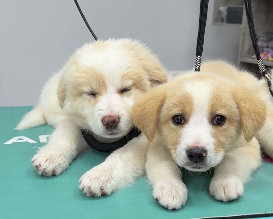 3 женски кученца търсят домове