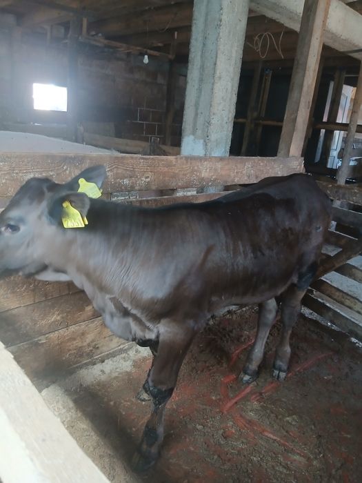 Vând vițică angus