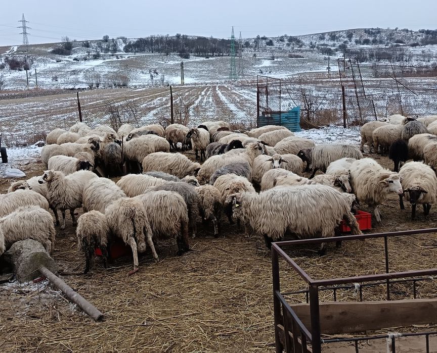 Vând oi Botoșani