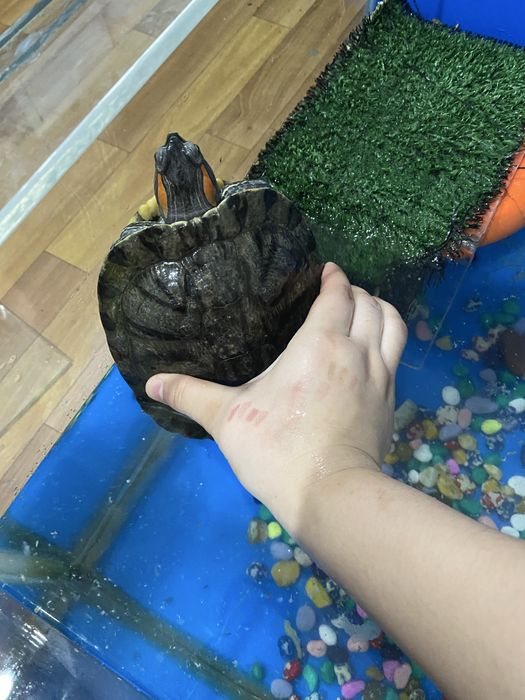 Черепаха морская даром