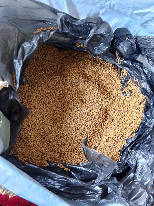 Жоңышқа ұрык сатылады 2100