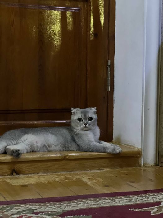 Британский шиншилла