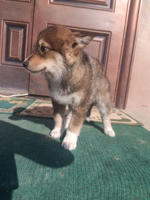 щенки собака порода Хаски + Лайка. Красивые.