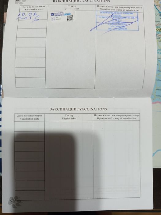 Продавам мъжко чихуахуа