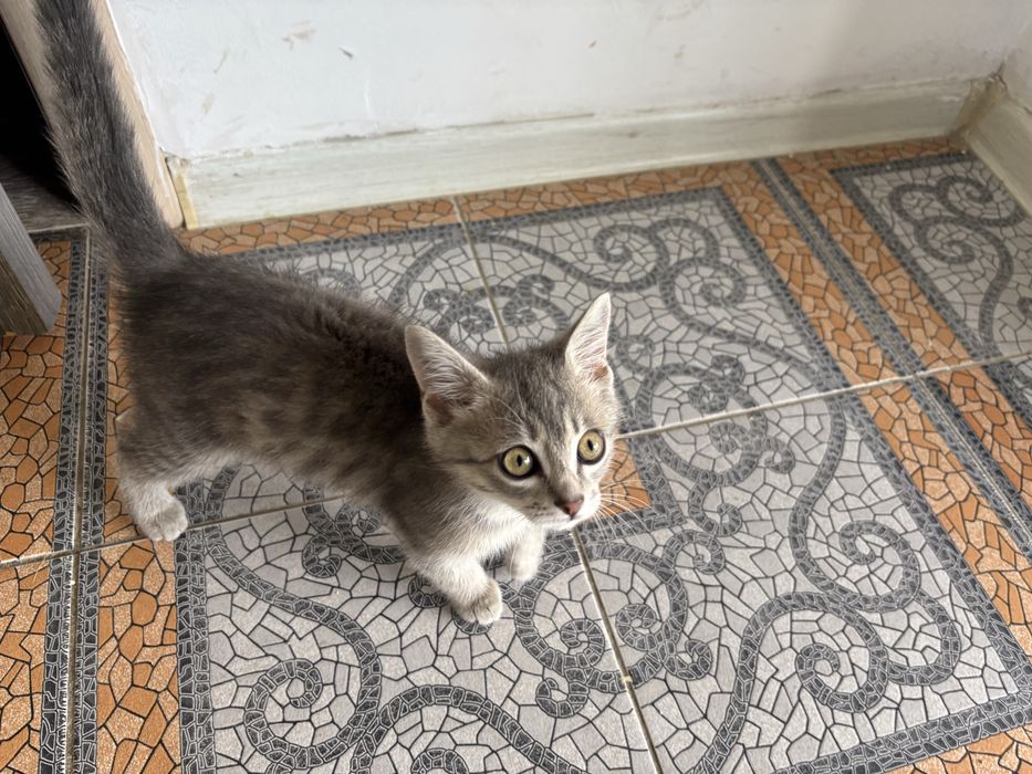Отдам котенка в вместе с лотком
