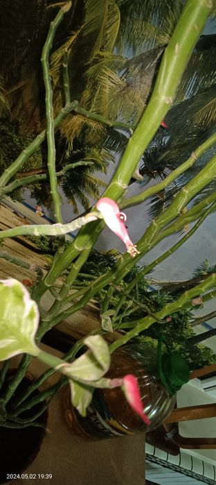 Комнатные растения продаются