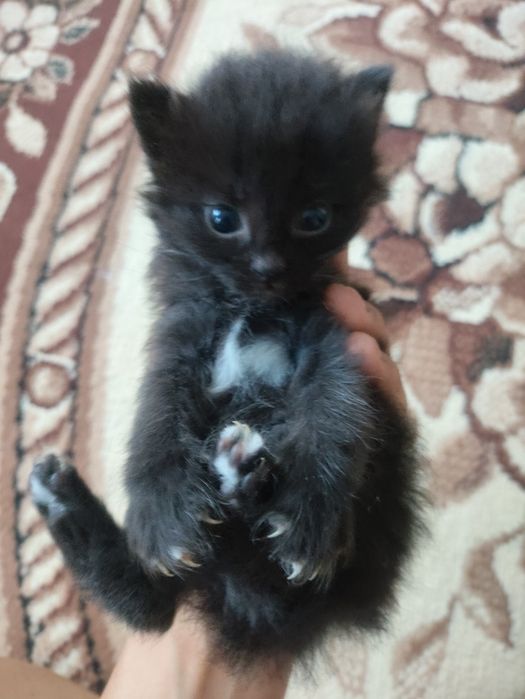 отдам котят в добрые руки