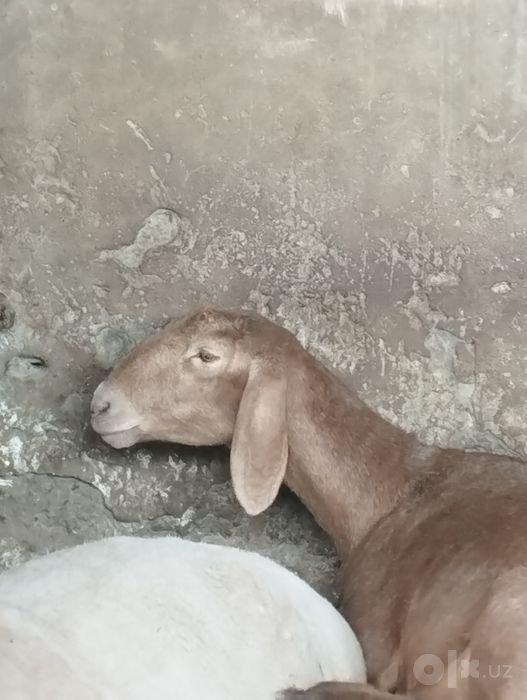 Кучкор ва куйлар сотилади