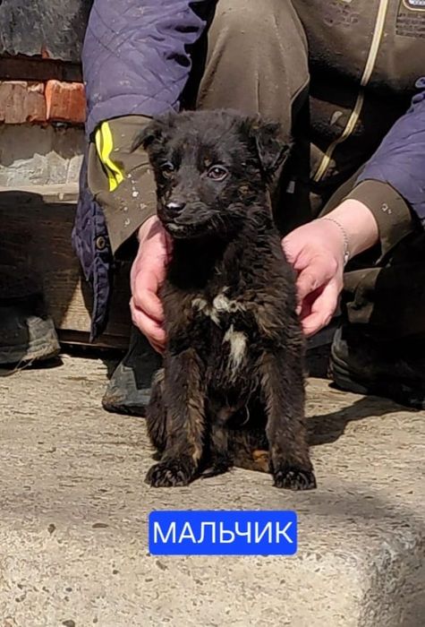 Щенки, бесплатно, беспородные