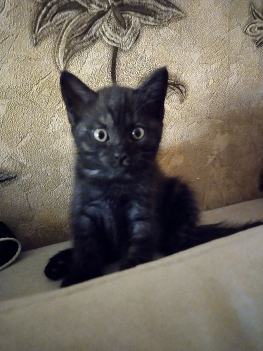 Отдам в дар котят