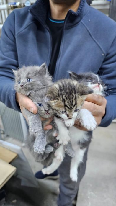 Котята отдам в добрые руки