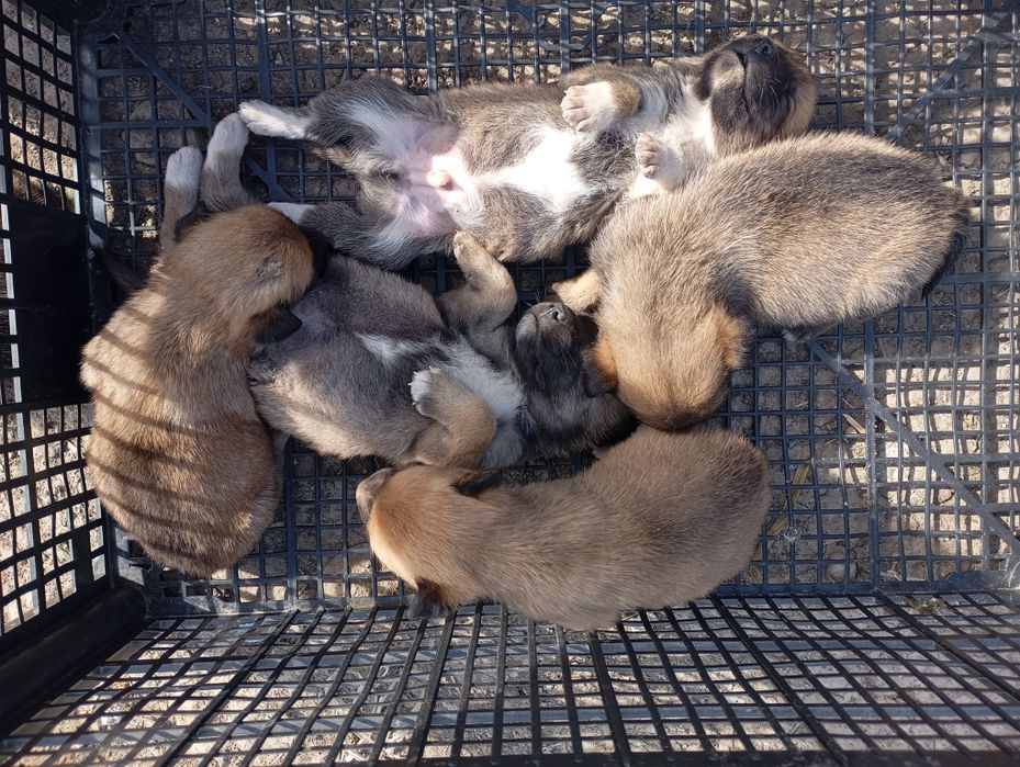 Donez cățeluș talie mică/medie