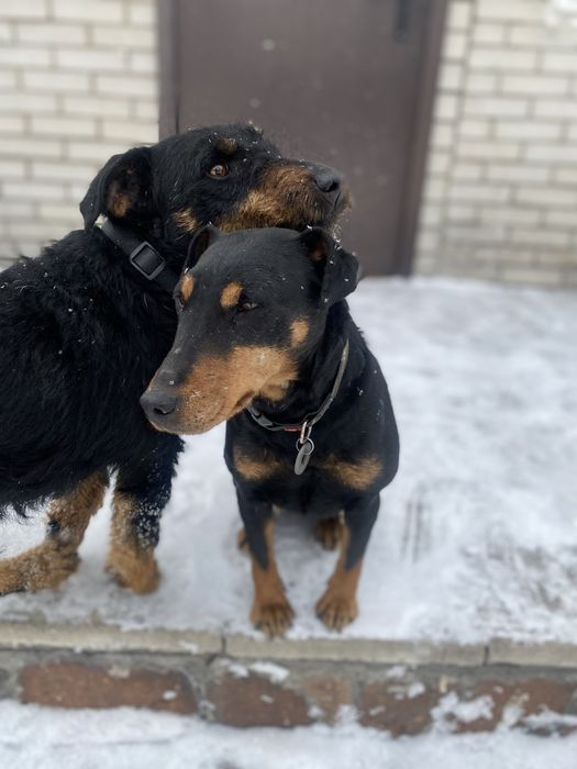 Щенки ягдтерьера