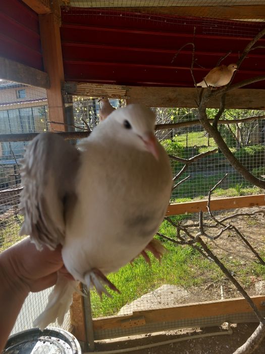 Продават се къдрави гълъби ,гр.Враца