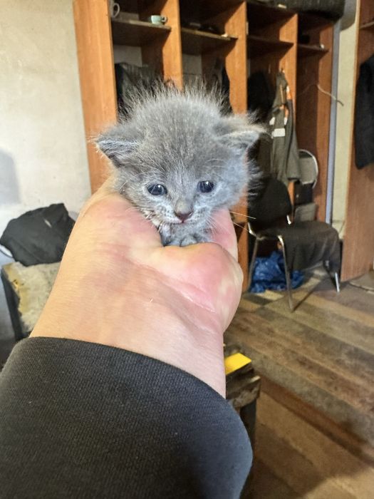 Отдам котят БЕСПЛАТНО