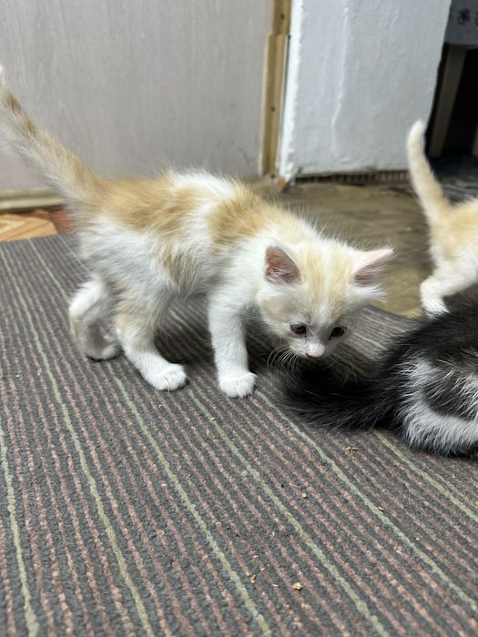 Отдам котят в добрые руки