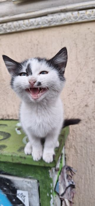 Подарявам котенце