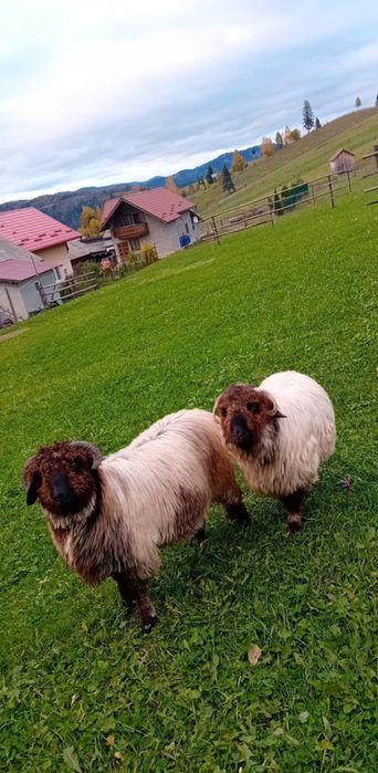 Vând sau schimb berbecuț!!