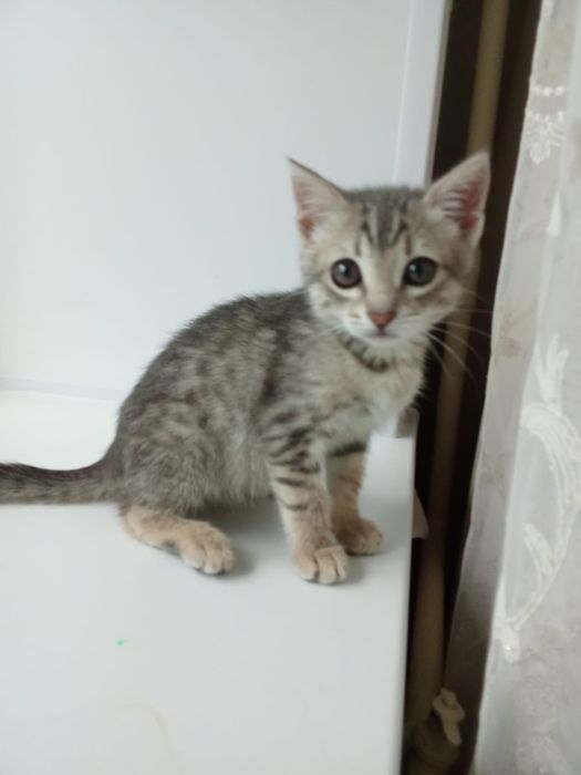 Котёнок в добрые ручки