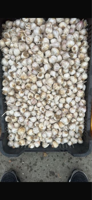 Vand usturoi de primavara